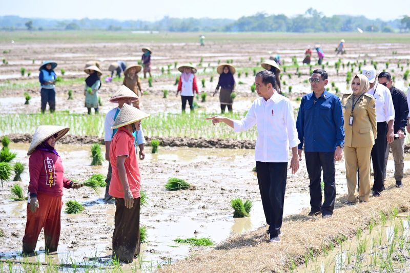 Jokowi Haramkan Harga Cabai di Atas Rp 100.000 Lagi: Apa Sulit Sih Tanam Cabai?