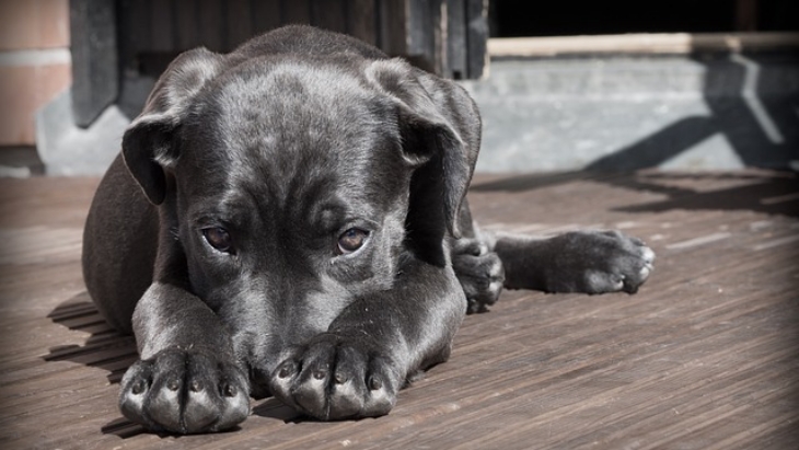 Mengadopsi Anjing Trauma, Begini Kiatnya