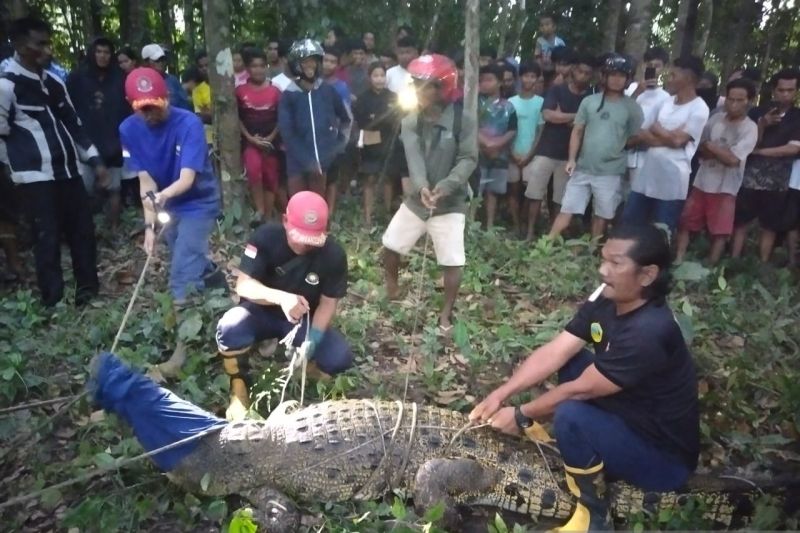 Warga Panik, Buaya Sungai Cerucuk 3,3 Meter Nyasar Masuk Pemandian Umum