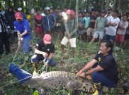 Warga Panik, Buaya Sungai Cerucuk 3,3 Meter Nyasar Masuk Pemandian Umum