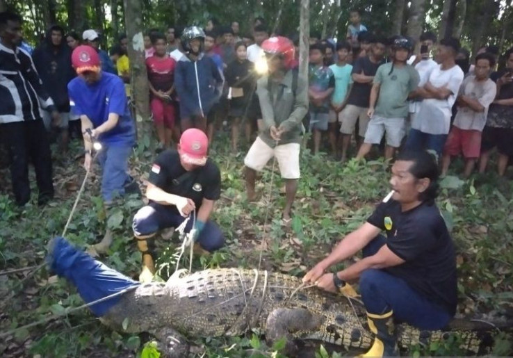Warga Panik, Buaya Sungai Cerucuk 3,3 Meter Nyasar Masuk Pemandian Umum