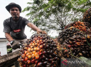 Indonesia dan Malaysia Menyuplai 87 Persen Produksi Minyak Sawit Global