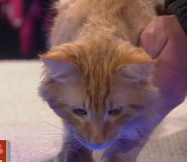 Mr. Green Genes, Kucing Glow in the Dark Pertama di Dunia