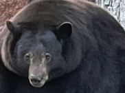Suka Curi Makanan Manusia, Beruang ini Dicari Polisi California