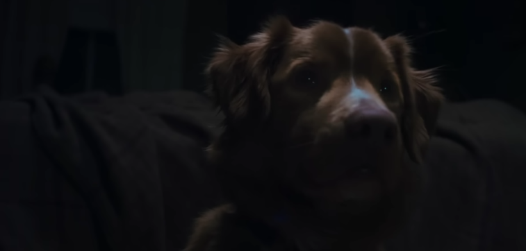 Good Boy: Film Horor Tentang Anjing yang Melawan Arwah Jahat