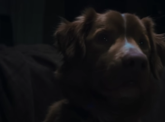Good Boy: Film Horor Tentang Anjing yang Melawan Arwah Jahat
