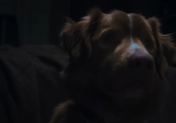 Good Boy: Film Horor Tentang Anjing yang Melawan Arwah Jahat