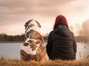 Menghitung Umur Anjing Lebih Pasti