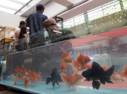 Balai Benih Ikan Kawasan Sayang-Sayang Siap Jadi Objek Wisata 