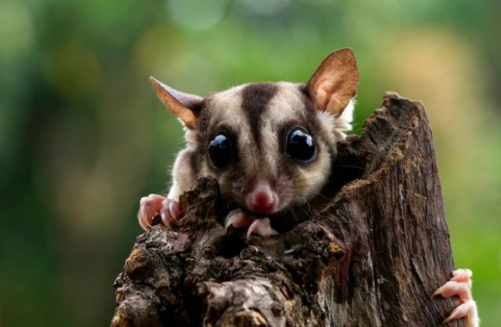 sugar glider