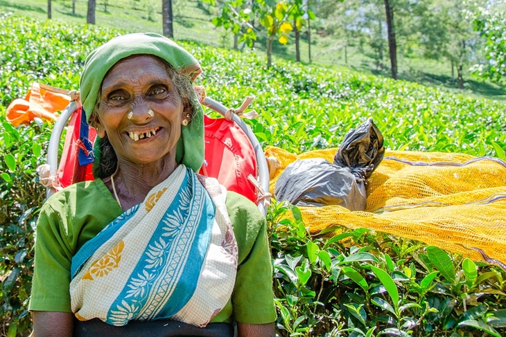 Pemetik teh di kebun teh Nuwara Eliya. (Foto: Pixabay/pen_ash)