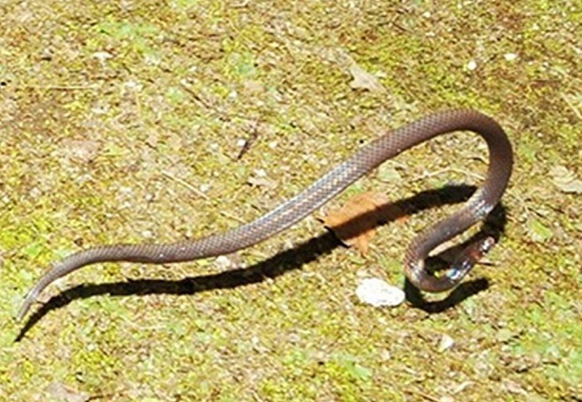 ular salto