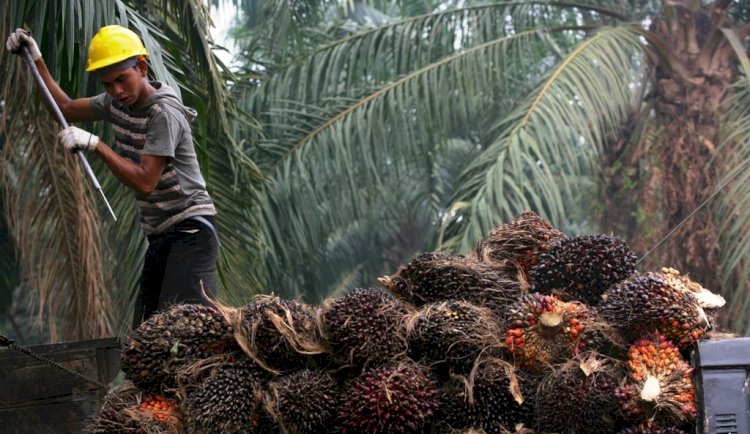 Program Biodiesel Bikin Industri Sawit Bisa Bertahan Saat Pandemi