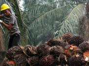 Program Biodiesel Bikin Industri Sawit Bisa Bertahan Saat Pandemi