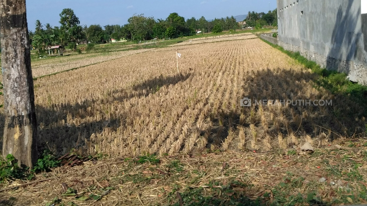 Ilustrasi sawah dan padi mengering karena kemarau (Foto: MP/Teresa Ika)