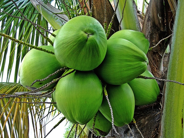 Air kelapa merupakan minuman berenergi. (Foto: Pixabay/821292)