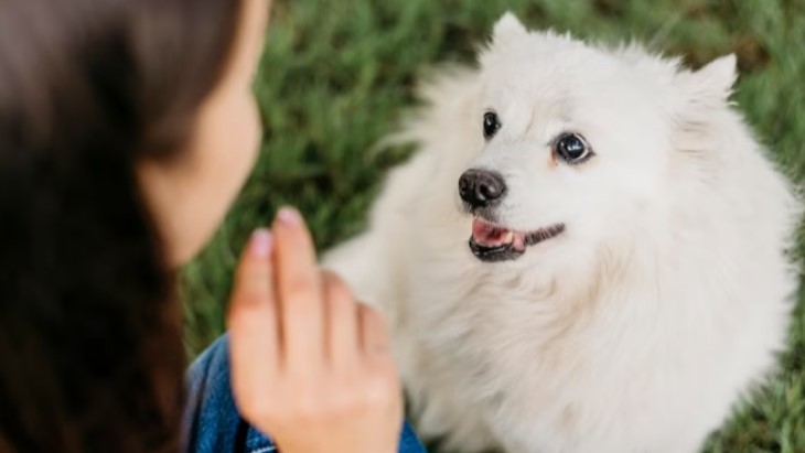 Cara Anjing Kenali Suara Pemiliknya