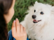 Cara Anjing Kenali Suara Pemiliknya