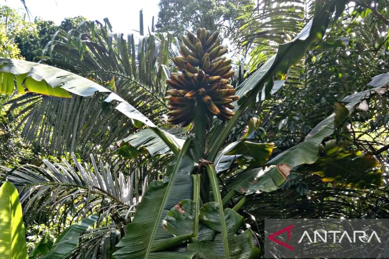BRIN Pimpin Tim Riset Internasional Jadikan Pisang Liar Sumber Pangan Global