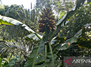 BRIN Pimpin Tim Riset Internasional Jadikan Pisang Liar Sumber Pangan Global