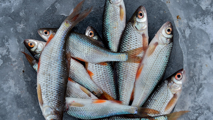 3 Pilihan Ikan Kaya Nutrisi untuk Rayakan Tahun Baru