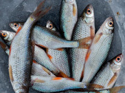 3 Pilihan Ikan Kaya Nutrisi untuk Rayakan Tahun Baru