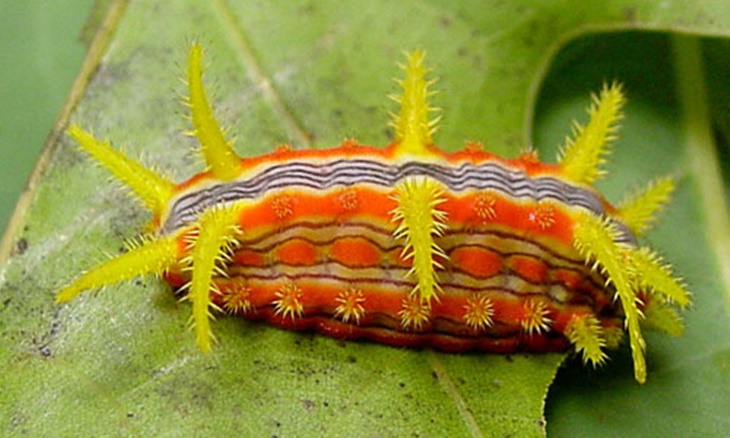 ulat