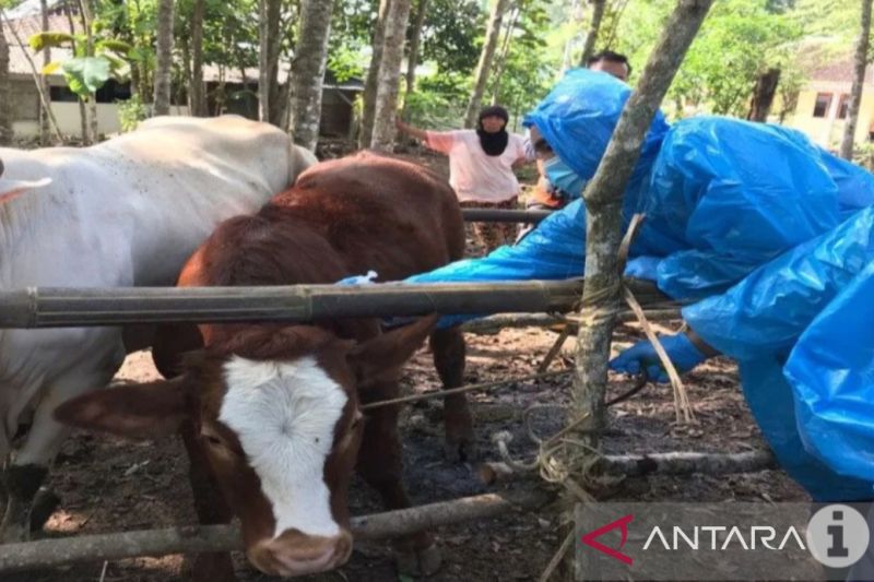 Anggota DPR soal Wabah Antraks di Gunungkidul: Warga Harus Diedukasi