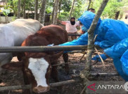 Anggota DPR soal Wabah Antraks di Gunungkidul: Warga Harus Diedukasi