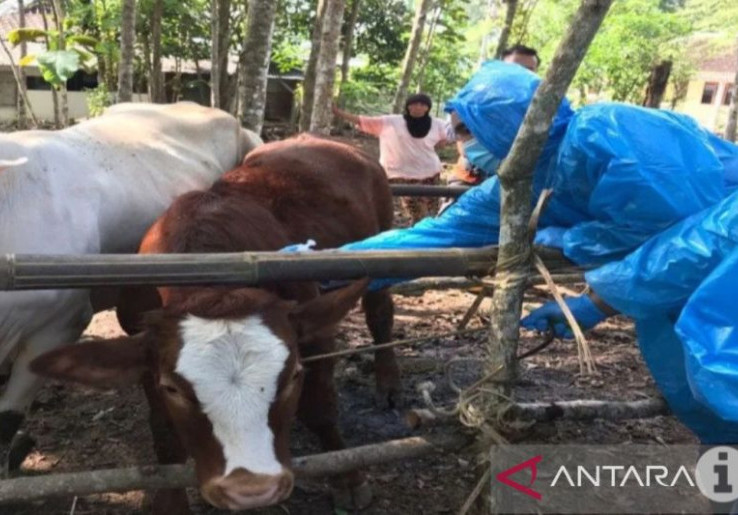 Anggota DPR soal Wabah Antraks di Gunungkidul: Warga Harus Diedukasi