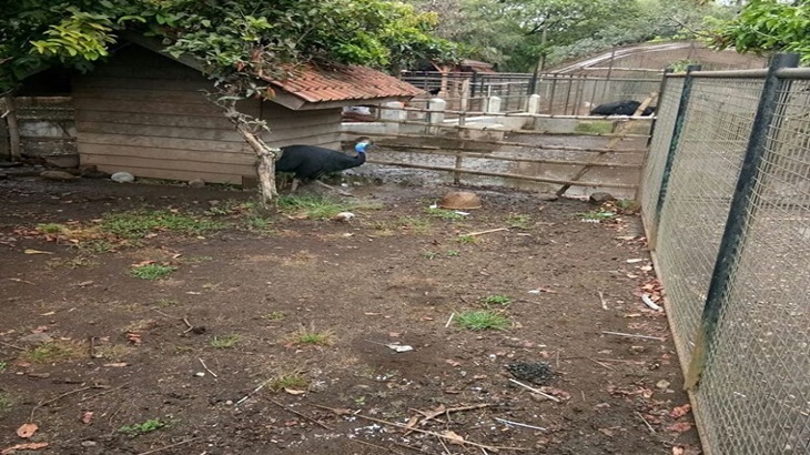 Hewan koleksi Taman Cikembulan