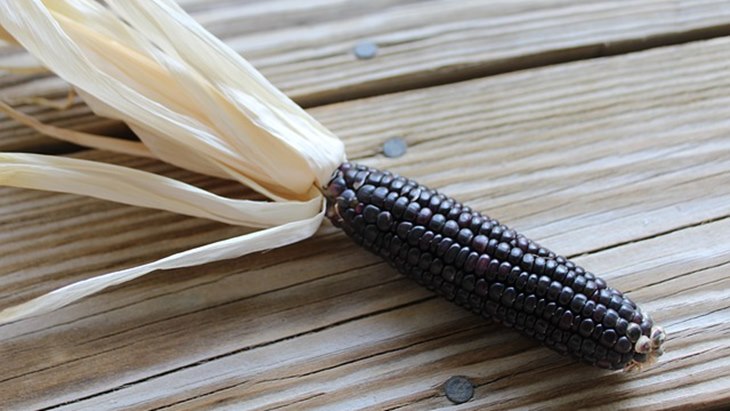 Jangan Lihat Hitamnya, Jagung Hitam dapat Obati Diabetes