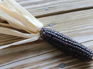 Jangan Lihat Hitamnya, Jagung Hitam dapat Obati Diabetes