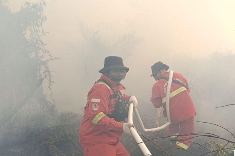 Habitat Harimau Sumatera di Riau Terbakar, Kemenhut Turunkan Tim BBKSDA Riau