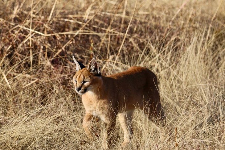 Mengenal Kucing Caracal, Kucing Sangar dengan Antena Hitam di Telinga