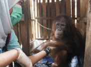  Warga Kotawaringin Timur Serahkan Anak Orangutan 