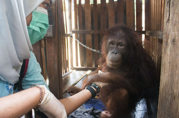  Warga Kotawaringin Timur Serahkan Anak Orangutan 