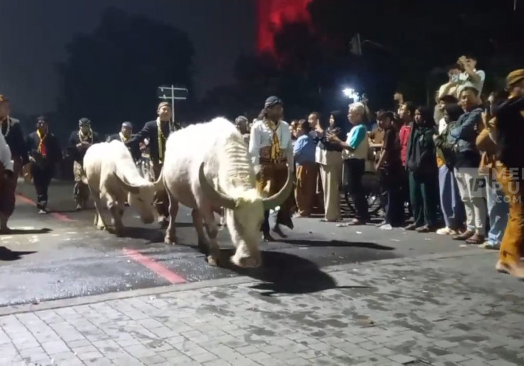 Keraton Solo Gelar Kirab Malam Satu Suro, Bawa Kerbau Bule dan Pusaka