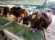 Pemprov DKI Pastikan Distribusikan Daging Hewan Kurban ke Masyarakat Aman dan Halal