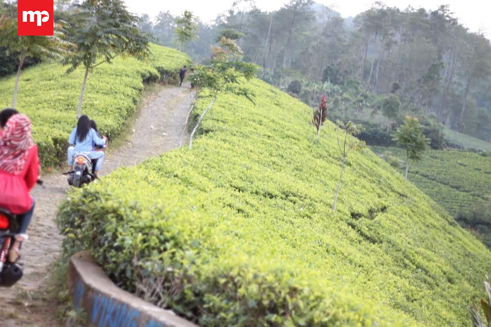 Menikmati Sejuknya Berlibur Di Perkebunan Teh Culamega Majalengka