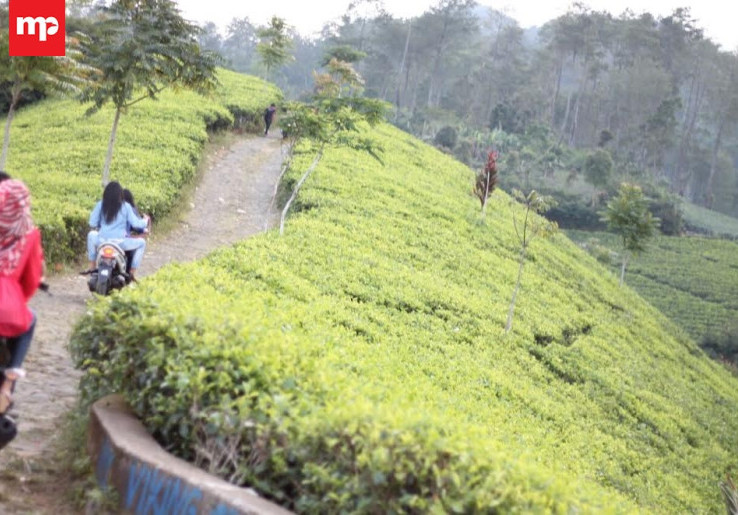 Menikmati Sejuknya Berlibur Di Perkebunan Teh Culamega Majalengka