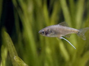 Nelayan Jepang Bangga Mancing Ikan Kecil, Ini Alasannya