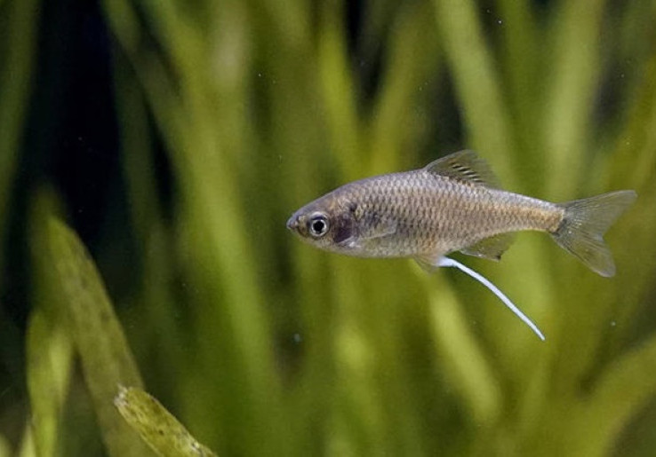 Nelayan Jepang Bangga Mancing Ikan Kecil, Ini Alasannya