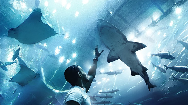 Populasi Hiu dan Pari di Dunia Turun Drastis