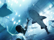 Populasi Hiu dan Pari di Dunia Turun Drastis