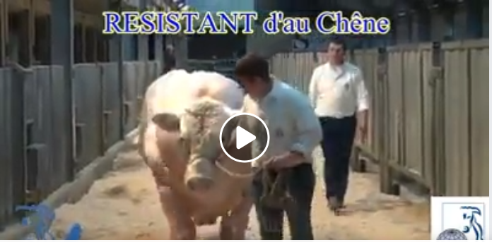 [Hoaks atau Fakta]: Eropa Hasilkan Hewan Persilangan Babi dan Sapi