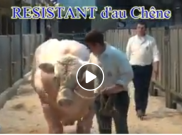 [Hoaks atau Fakta]: Eropa Hasilkan Hewan Persilangan Babi dan Sapi