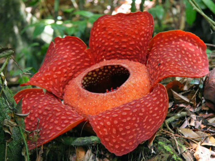 Fakta Unik Rafflesia Arnoldii, Google Doodle Hari ini