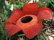 Fakta Unik Rafflesia Arnoldii, Google Doodle Hari ini