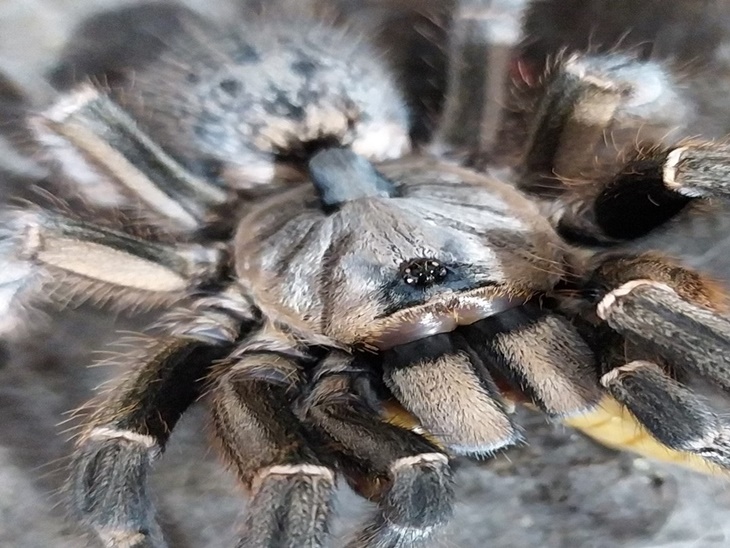 tarantula
